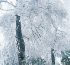雪景照片图片