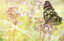 蝴蝶图像合成图片