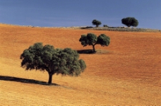 沙漠樹影图片
