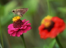 蝴蝶传播花粉图片