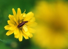 昆虫传播花粉图片
