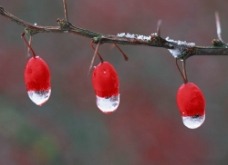 寒冬枝头挂红果图片