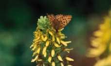 蝴蝶彩花粉的图片