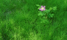 草地野花图片