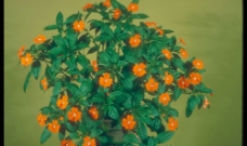 盆景花卉图片
