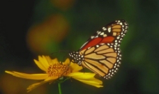 蝴蝶采花粉图片