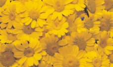 菊花的花瓣图片