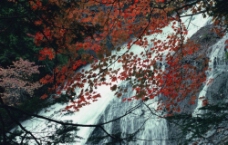溪流瀑布枫叶林图片