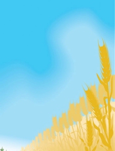 大自然金色麦子图片